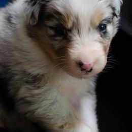 Link - Blue merle male Australian Shepherd puppy in Woodinville, Washington from Cornerstone Australian Shepherds