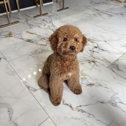 Ace - Red  male Goldendoodle puppy in Culpeper, Virginia from Beechwood Goldendoodles (VA)