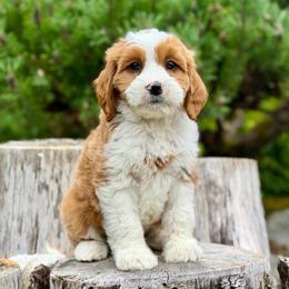 Gus Gus (Red Collar) - Red male Bernedoodle puppy in Stanwood, Washington from Butter Cup Pups and Paws