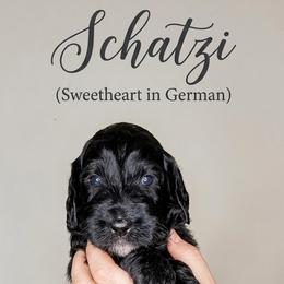 Schatzi (Sweetheart in German) - Black and white female Bernedoodle puppy in Brandon, Iowa from Willow Creek Farm
