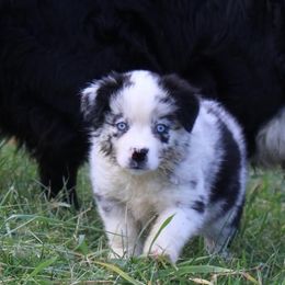 Australian Shepherd and Toy Australian Shepherd Puppies from Little Creek Ranch