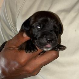 Girl 4 - Black brindle female Cane Corso puppy in Sienna, Texas from Robinson Elite Corsos