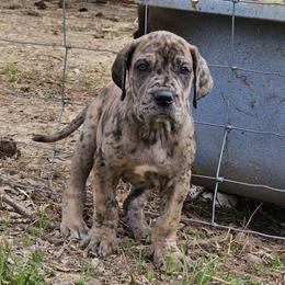Wilson - Merle Great Dane puppy in Jerusalem, Arkansas from Mara Danes