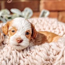 Brown Collar - Lady Francesca - Caramel female Australian Labradoodle puppy in Decatur, Alabama from Southern Meadows Doodles