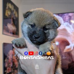 WASABI - Red female Shiba Inu puppy in Minnesota from BonsaiShibas