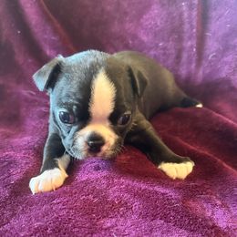 Girl 3 - Black and white female Boston Terrier puppy in Brookville, Ohio from Best Friend Bostons