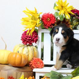 Jasmine: Teal Girl - Black, white and red female Greater Swiss Mountain Dog puppy in Rexburg, Idaho from Silver String Swissies