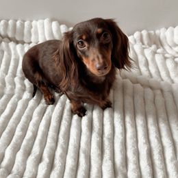 Sugar - Dachshund