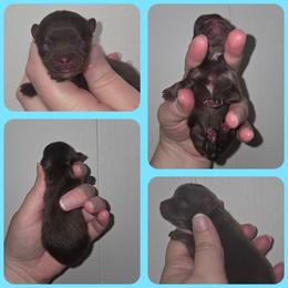 Milo - Chocolate and tan male Pomeranian puppy in Washington, North Carolina from Grace's Poms🐾💕
