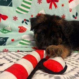 Hermione - Black and red female German Shepherd puppy in Aurora, Illinois from Fairhaven German Shepherds