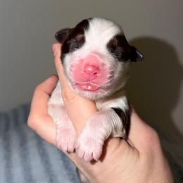 Holly - Red tri-color female Australian Shepherd puppy in Anniston, Alabama from All Hale Aussies
