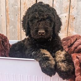 Goldendoodles from Peggy's Goldendoodles