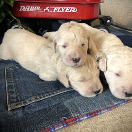 Goldendoodle Puppies from Beary GoldenDoodles