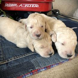 Goldendoodle Puppies from Beary GoldenDoodles