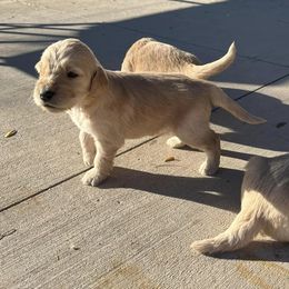 Goldendoodle Puppies from Beemba Goldens