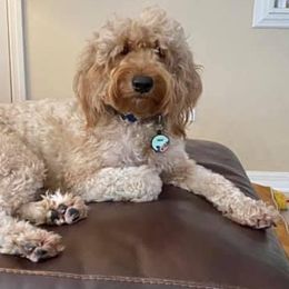 Assorted Doodle Crosses and Goldendoodles from Meekie Doodle Farm