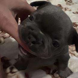 Sarah - Blue female French Bulldog puppy in Houston, Alabama from Orderofthebulldogs, LLC