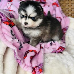 Sweet cheeks - Black and white female Pomsky puppy in Yavapai County, Arizona from Pawsh Pomskies