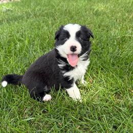 Roxi - Black and white female Border Collie puppy in Dorr, Michigan from Pineview Farm