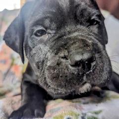 Molosser (Bully x) Puppies from Riot River Mastiffs
