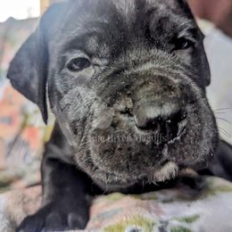 Molosser (Bully x) Puppies from Riot River Mastiffs