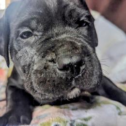 Molosser (Bully x) Puppies from Riot River Mastiffs