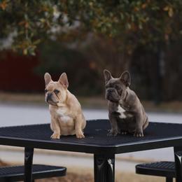 French Bulldog puppies from Mo3_Frenchies