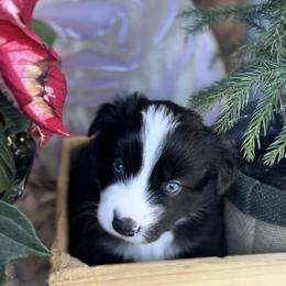 Bobby Flay - Black tri male Miniature Australian Shepherd puppy in Queen Creek, Arizona from Arizona Aussies