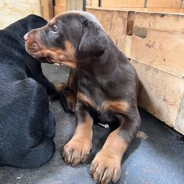 Girl 2 - Red and rust female Doberman Pinscher puppy in Columbia, Maryland from Storm Cloud Doberman