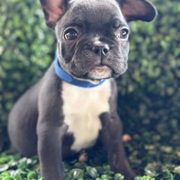 Blue collar - Black male French Bulldog puppy in Cordes Lakes, Arizona from Puppy Love AZ LLC