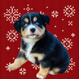 Bitsey - Black tri female Miniature Australian Shepherd puppy in Luling, Texas from Little Wood Toy and Mini Aussies