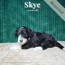 Skye - female Australian Mountain Doodle puppy in Escondido, California from North County Doodles