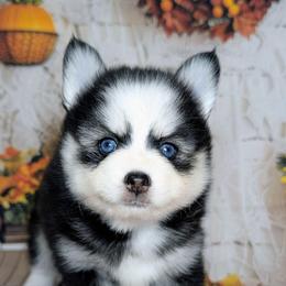 Brie - 2100 - Black and white female Pomsky puppy in Spring Hill, Florida from www.PuppyTimeEmporium.com