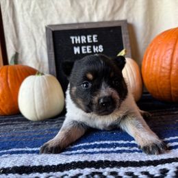 Girl 3 - Blue female Australian Cattle Dog puppy in Cottage Grove, Oregon from Heirloom Ranch