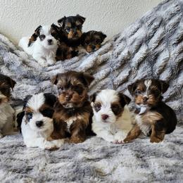 Yorkshire Terrier Puppies from For the Love of Yorkies