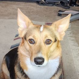 Foxy - Pembroke Welsh Corgi