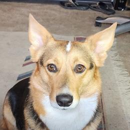 Foxy - Pembroke Welsh Corgi
