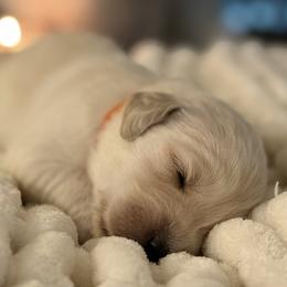 Girl 4 - female Golden Retriever puppy in New Kent, Virginia from Coastal Retrievers