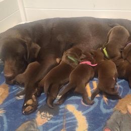 Labrador Retriever Puppies from Labrador Trails