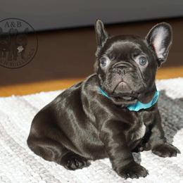 French Bulldog Puppies from A & B French Bulldogs