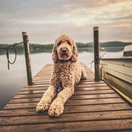 Goldendoodle Puppies from Kzoo Goldendoodles