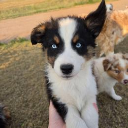 Turbo (Orange) - Black tri-color male Australian Shepherd puppy in Vona, Colorado from Dyna Aussies