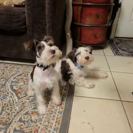 Astoria - Parti female Miniature Schnauzer puppy in Panama City, Florida from Emerald Coast Schnauzers