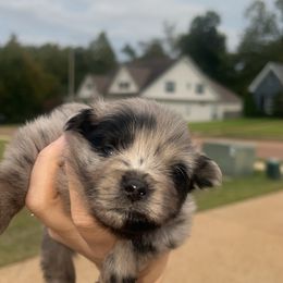 Baby blue - Blue merle male Pomeranian puppy in Hernando, Mississippi from The Pom Squad