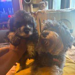 Remy (pink collar) - Liver female Miniature Schnauzer puppy in Chicago, Illinois from Cuddly Cutts Pets