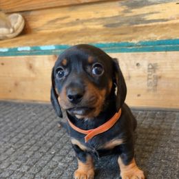 Dachshund Puppies from JF Doxies