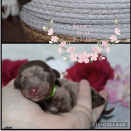 Sweet potato - Dapple female Dachshund puppy in Pope, Mississippi from Anna’s Mini Doxies