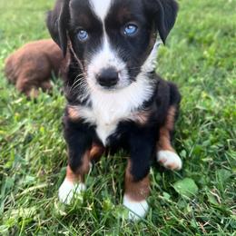 Lane - Black tri male Miniature Australian Shepherd puppy in Marion, Michigan from Highland Hills Mini Aussies