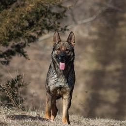 Atzi - German Shepherd