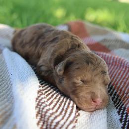 Clover - Merle female Goldendoodle puppy in Hobbs, New Mexico from Goldie Locks Golden Retrievers & Doodles